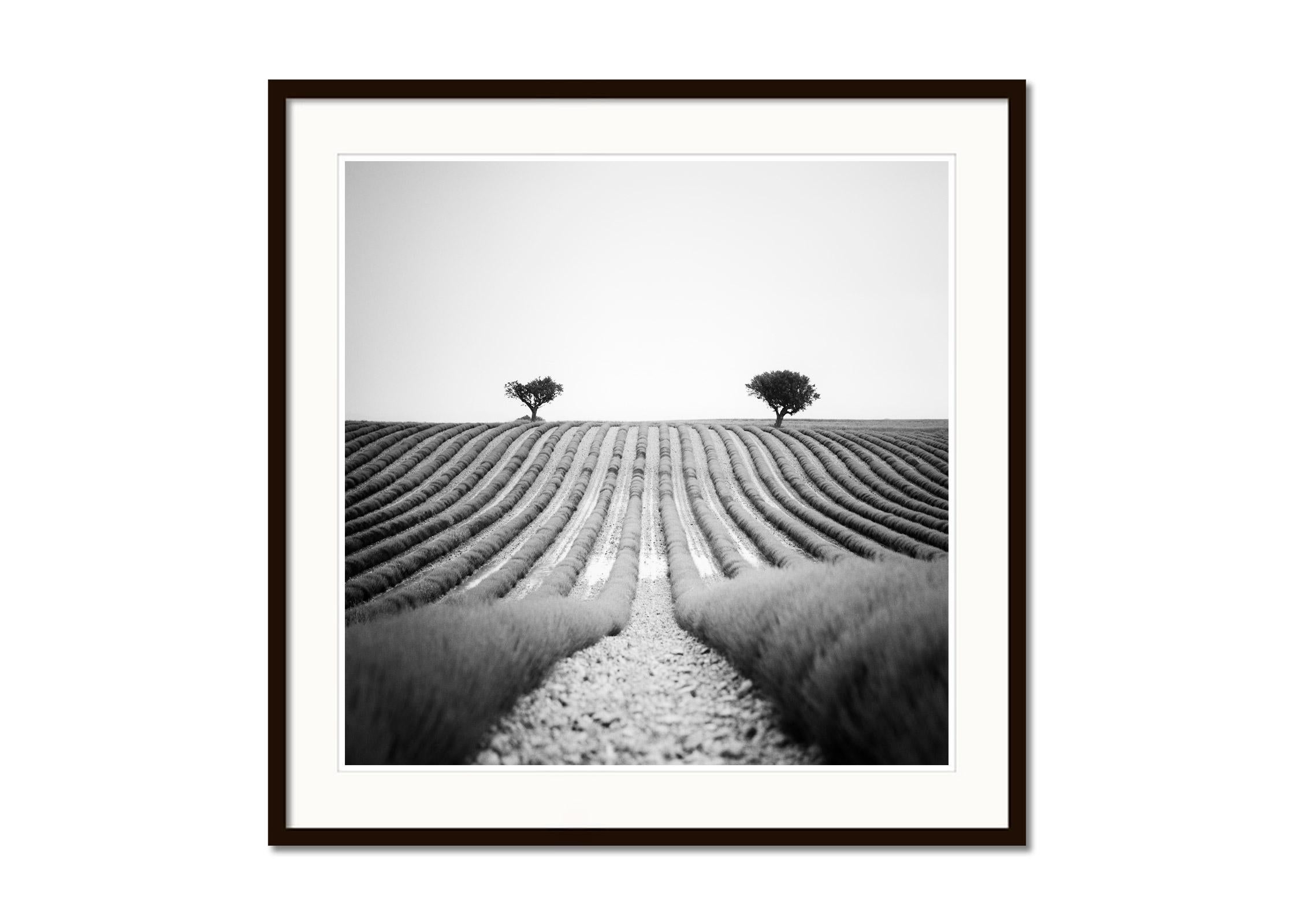Lavender Field, Trees, Provence, France, black and white landscape photography - Gray Landscape Photograph by Gerald Berghammer