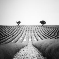 Lavender Field, Trees, Provence, France, black and white landscape photography