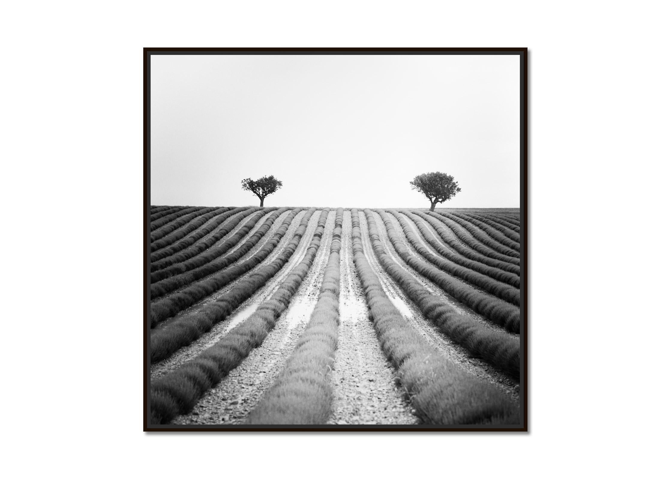 Lavender Field, two Trees, Provence, France, black white landscape photography - Photograph by Gerald Berghammer