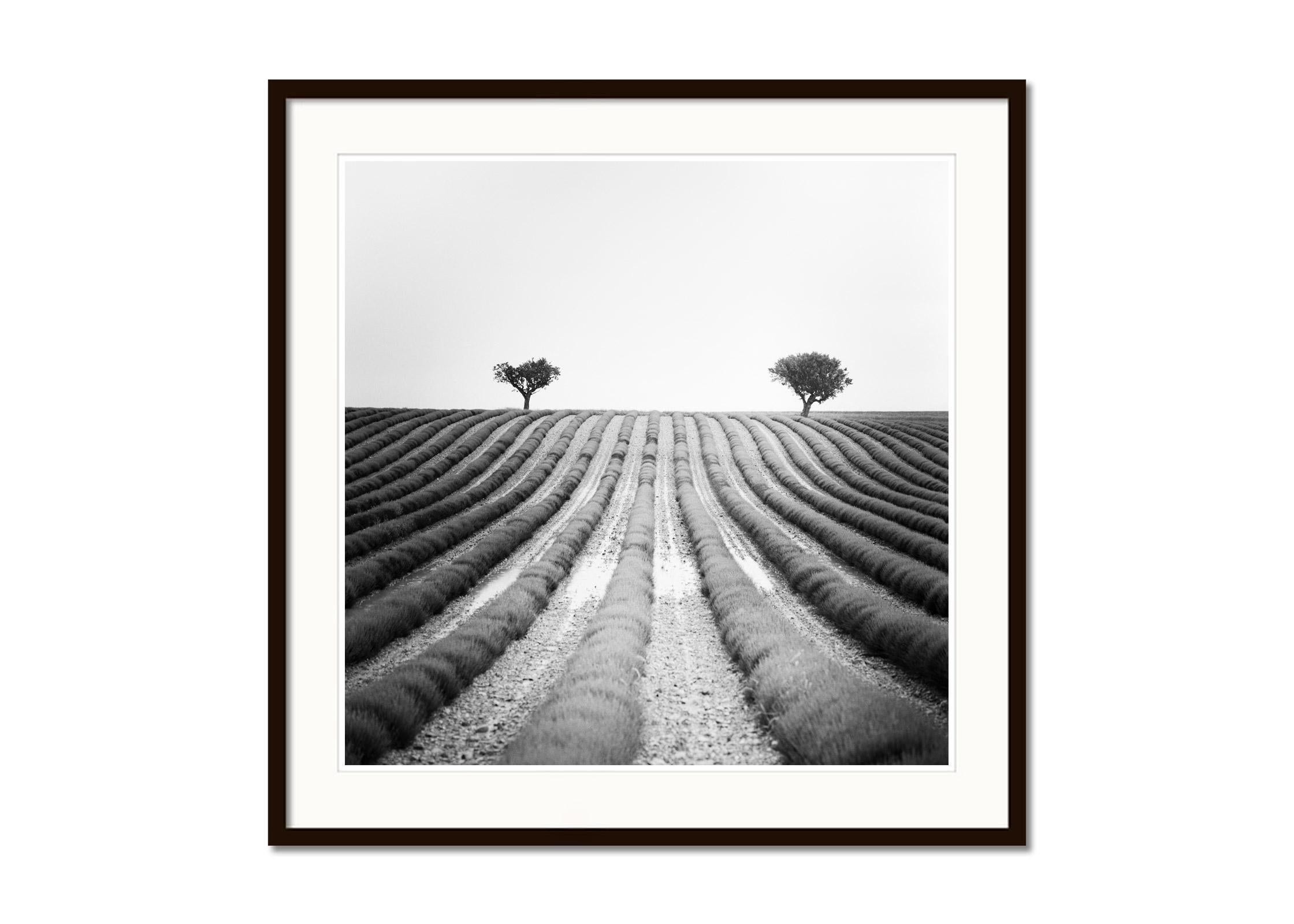Lavendelfarbenes Feld, zwei Bäume, Provence, Frankreich, Schwarzweiß-Landschaftsfotografie (Grau), Landscape Photograph, von Gerald Berghammer