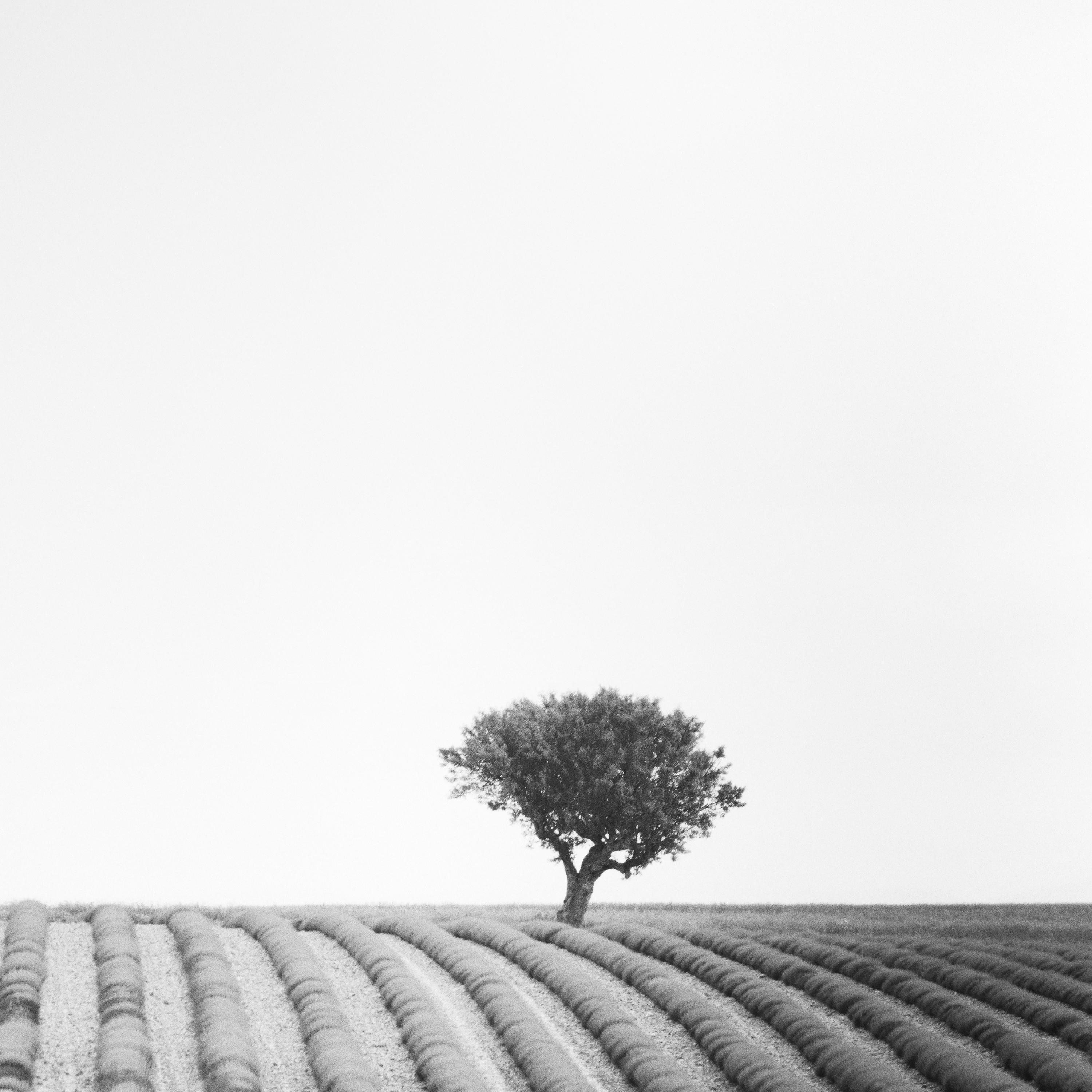 Lavendelfarbenes Feld, zwei Bäume, Provence, Frankreich, Schwarzweiß-Landschaftsfotografie im Angebot 4