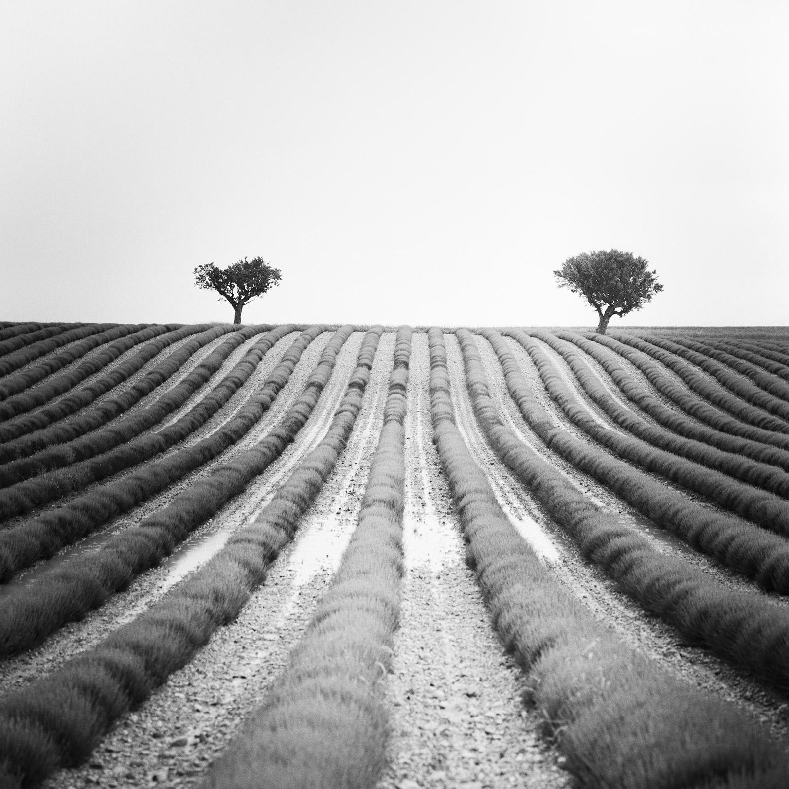 Lavender Field, two Trees, Provence, France, black white landscape photography