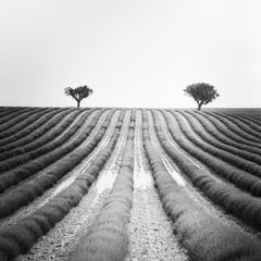 Lavendelfarbenes Feld, zwei Bäume, Provence, Frankreich, Schwarzweiß-Landschaftsfotografie