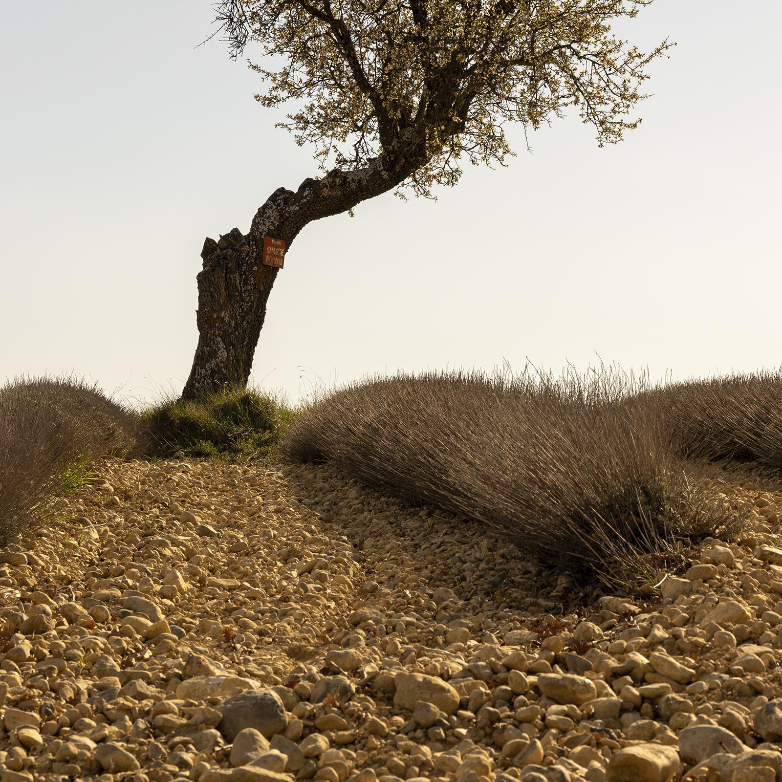 Campo de lavanda con árbol, fotografía artística en color, paisaje, edición limitada en venta 6