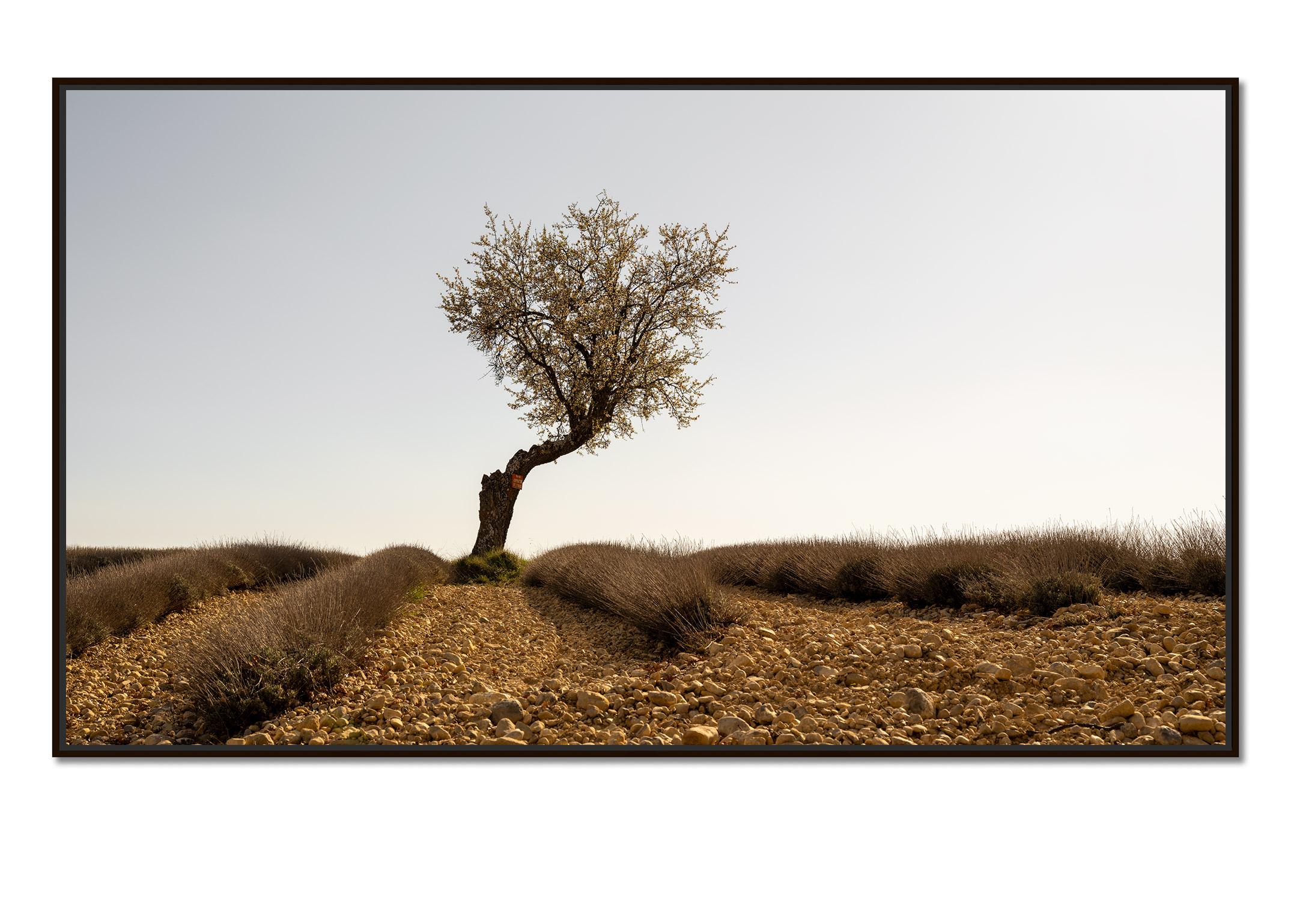 Campo de lavanda con árbol, fotografía artística en color, paisaje, edición limitada - Photograph de Gerald Berghammer