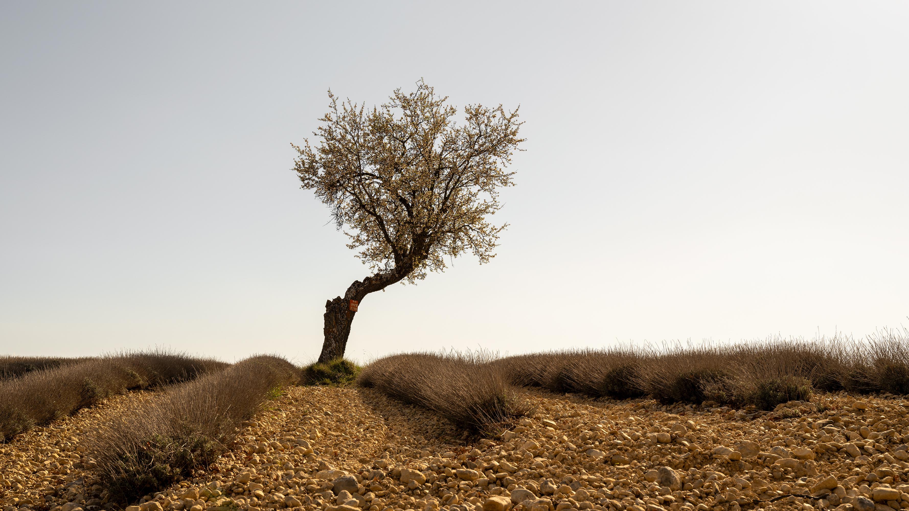 Lavendelfarbenes Feld mit Baum, farbige Kunstfotografie, Landschaft, limitierte Auflage
