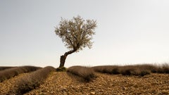 Campo di lavanda con albero, fotografia artistica a colori, paesaggio, edizione limitata