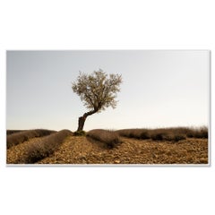 Campo di lavanda con albero, fotografia artistica a colori, paesaggio, edizione limitata
