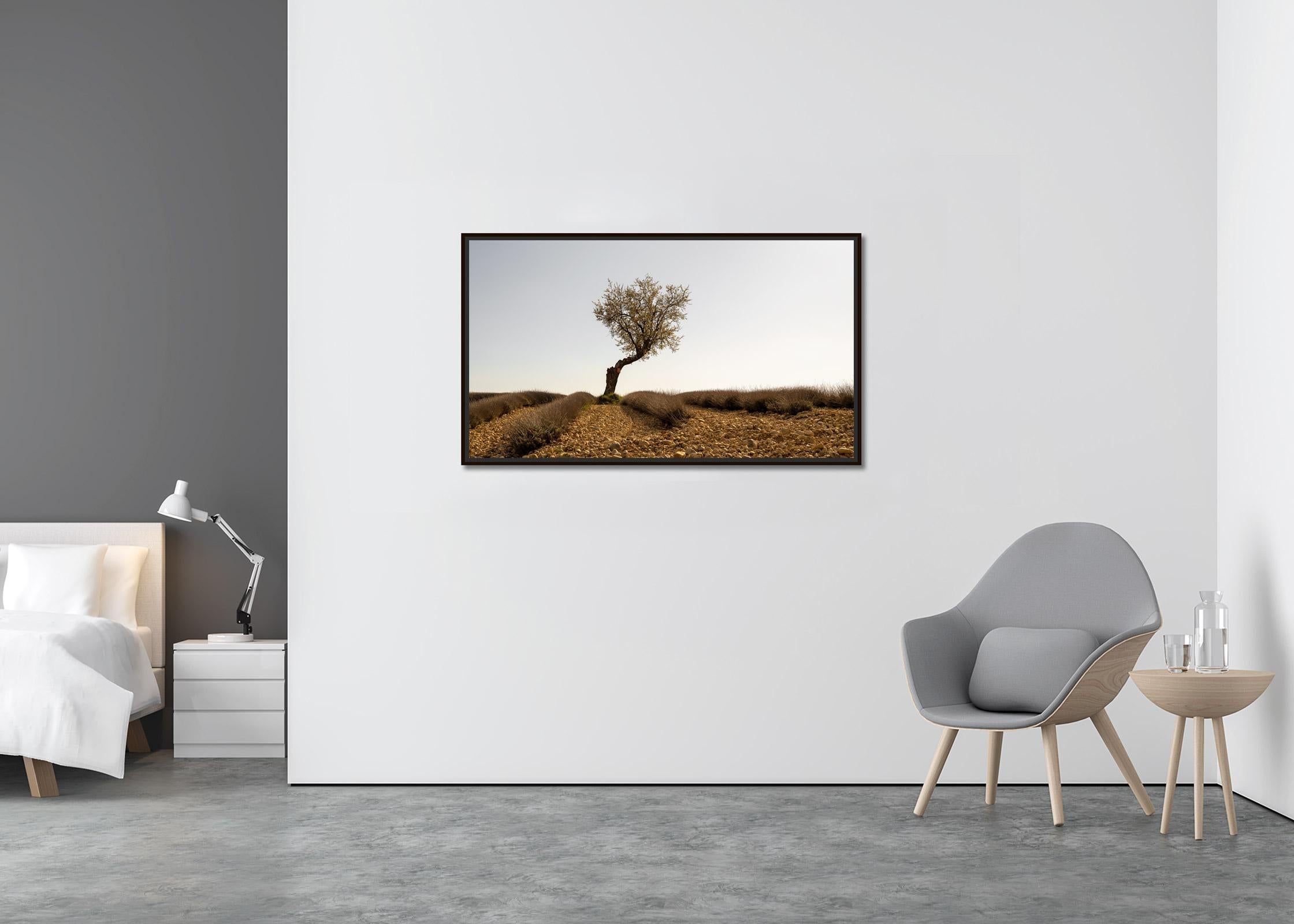 Campo de lavanda con árbol, fotografía artística en color, paisaje, edición limitada - Landscape Photograph Gris de Gerald Berghammer