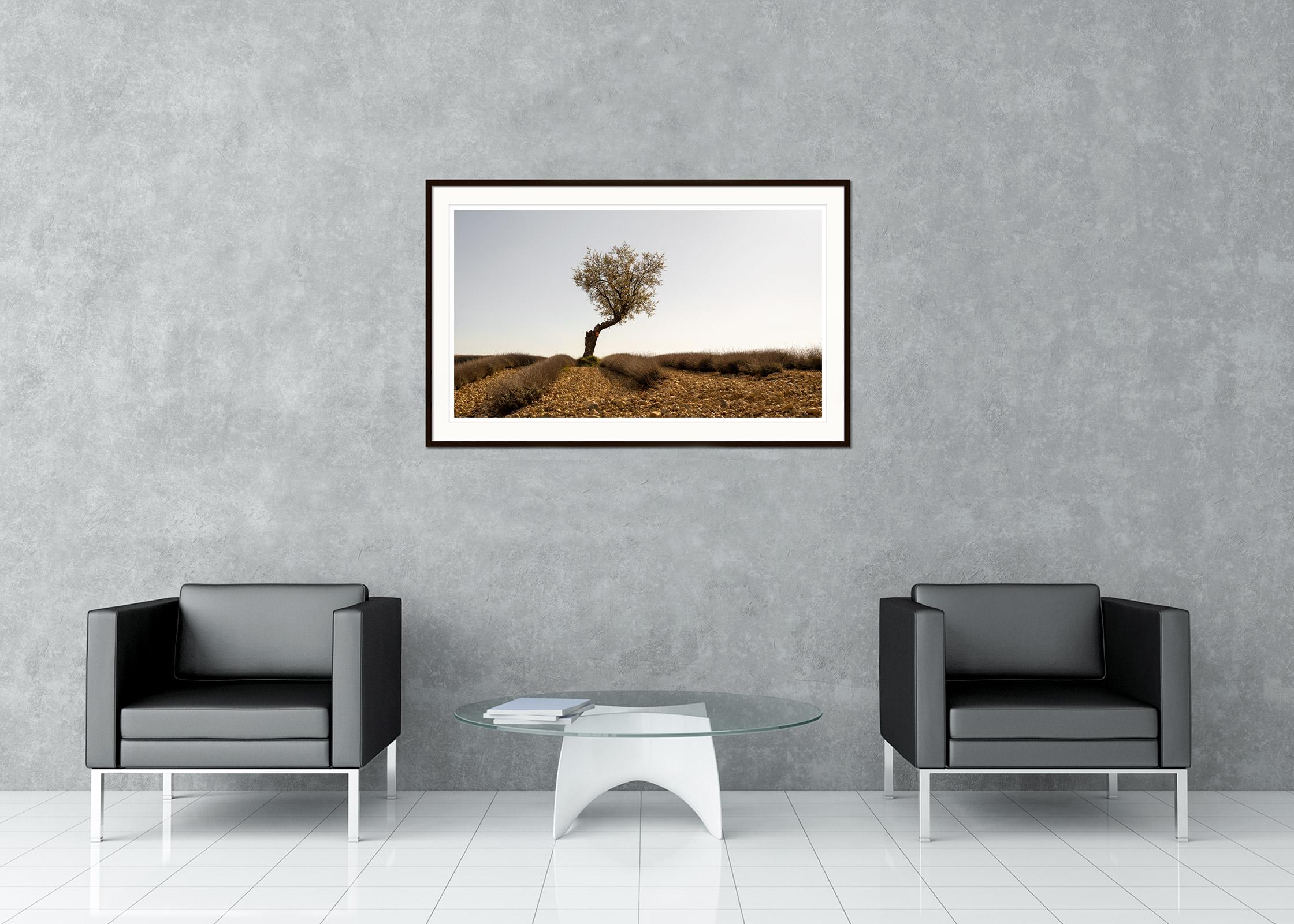 Campo de lavanda con árbol, fotografía artística en color, paisaje, edición limitada en venta 1