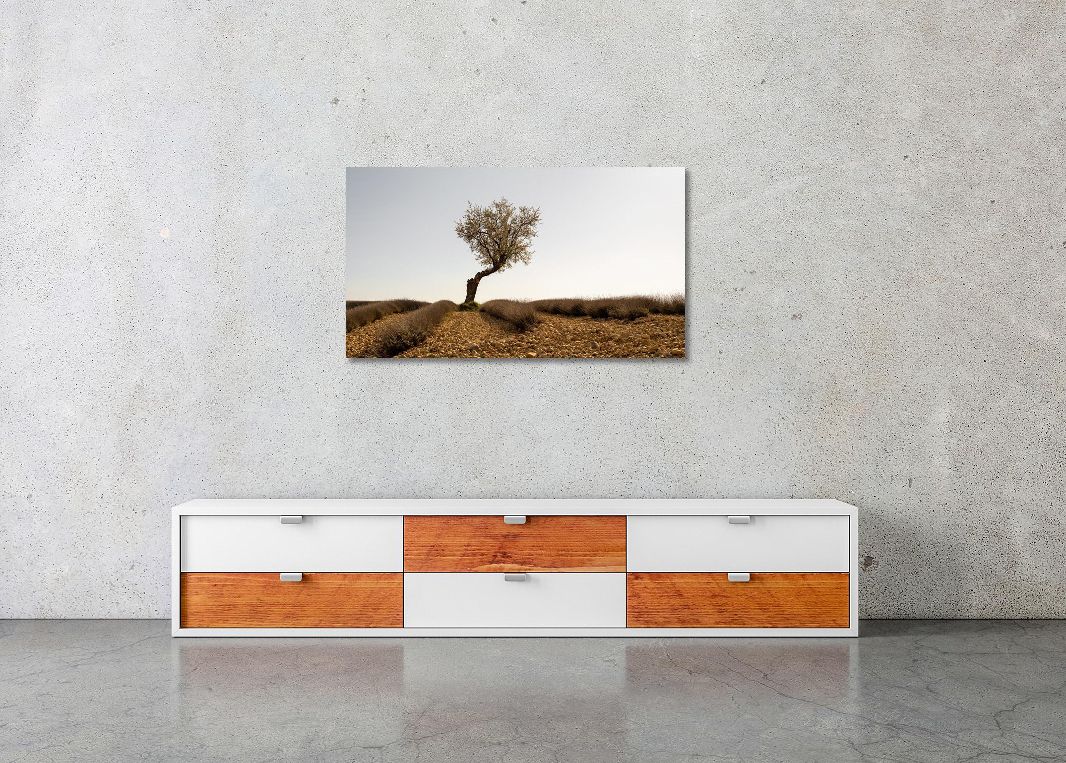 Campo de lavanda con árbol, fotografía artística en color, paisaje, edición limitada en venta 2