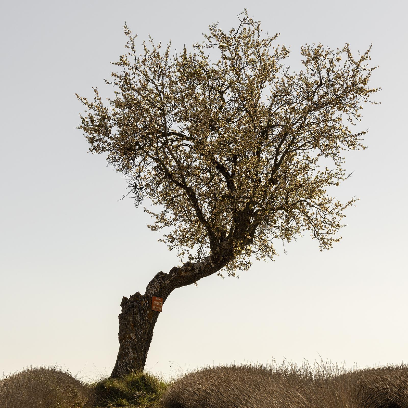 Campo de lavanda con árbol, fotografía artística en color, paisaje, edición limitada en venta 5
