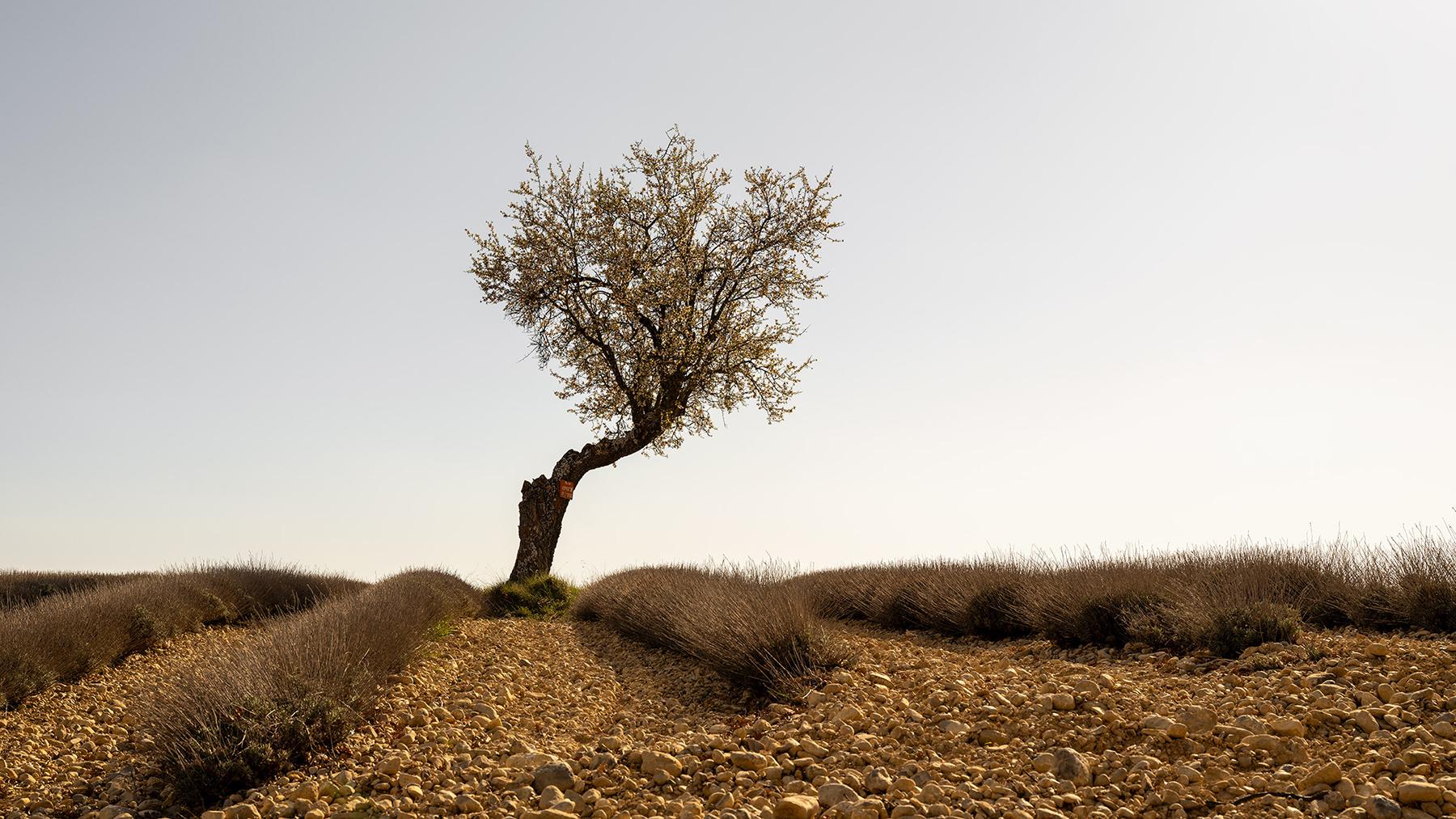 Landscape Photograph de Gerald Berghammer - Campo de lavanda con árbol, fotografía artística en color, paisaje, edición limitada