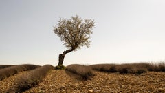 Lavender Field with Tree, color fine art photography, landscape, limited edition