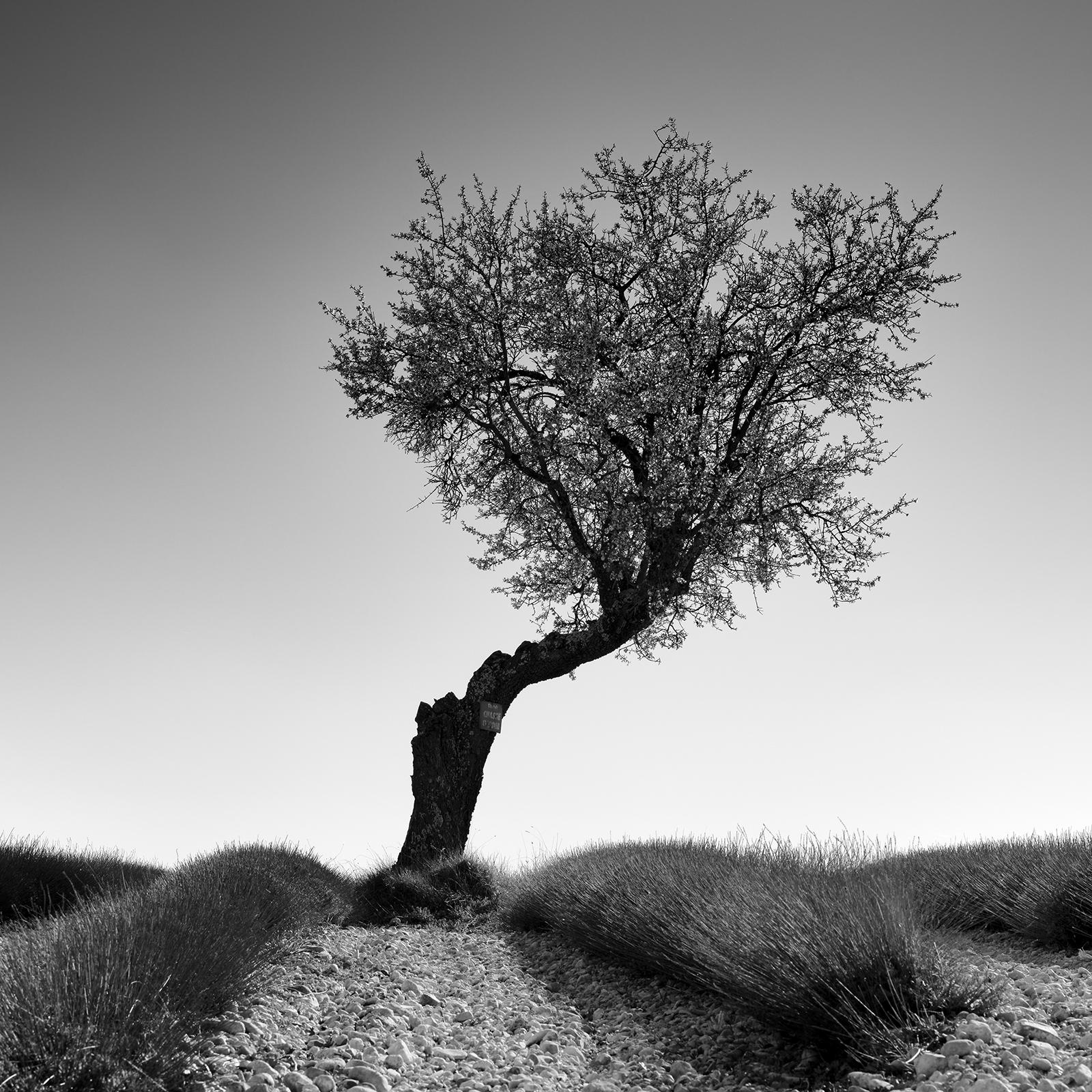 Lavender Field with Tree Panorama, black and white photography, art landscape For Sale 4