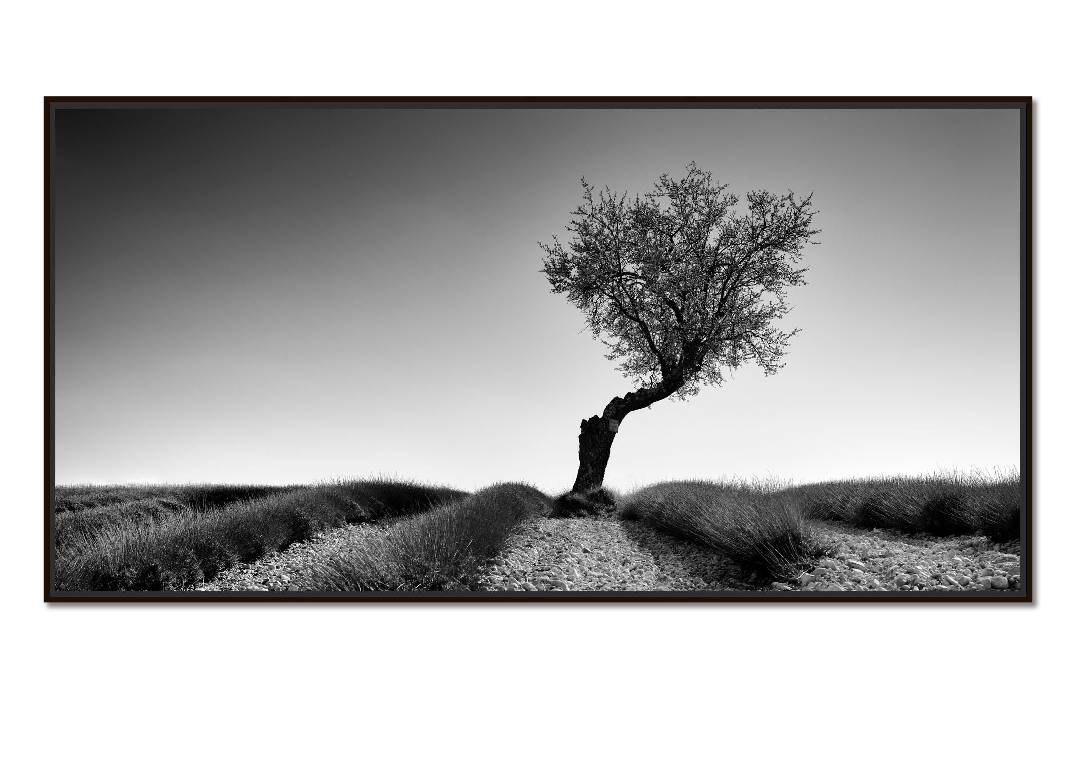 Lavender Field with Tree Panorama, black and white photography, art landscape - Photograph by Gerald Berghammer