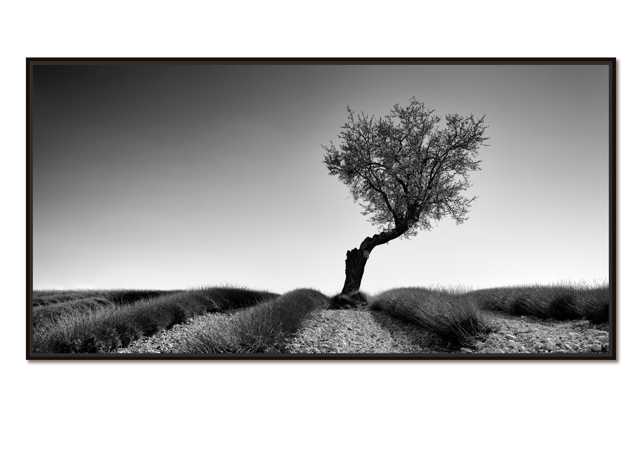 Lavendelfarbenes Feld mit Baum Panorama, Schwarz-Weiß-Fotografie, Kunstlandschaft – Photograph von Gerald Berghammer