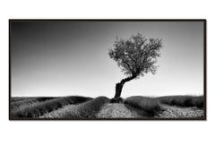 Lavendelfarbenes Feld mit Baum Panorama, Schwarz-Weiß-Fotografie, Kunstlandschaft