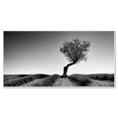 Panorama del Campo de Lavanda con Árboles, fotografía en blanco y negro, paisaje artístico
