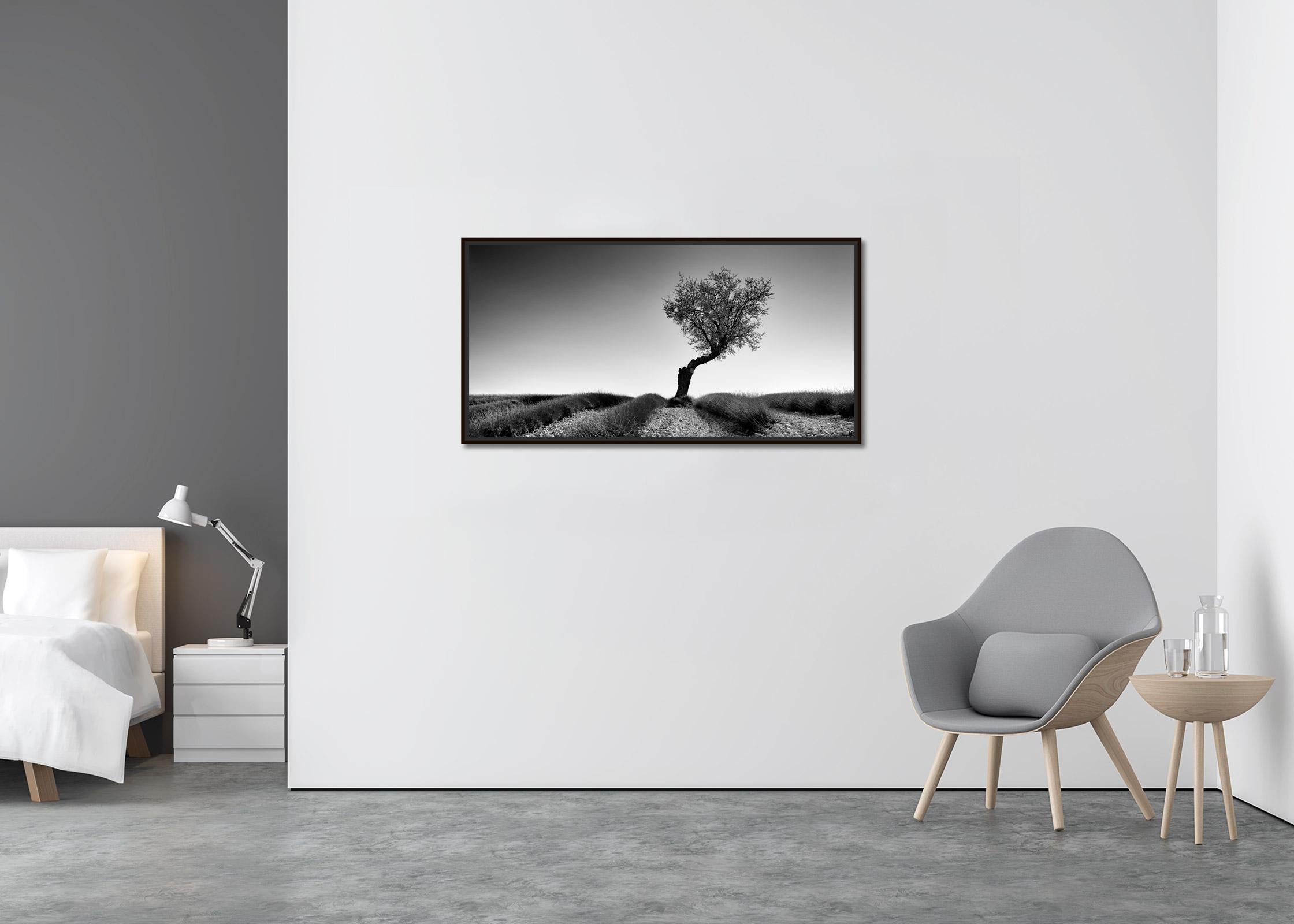 Lavender Field with Tree Panorama, black and white photography, art landscape - Contemporary Photograph by Gerald Berghammer