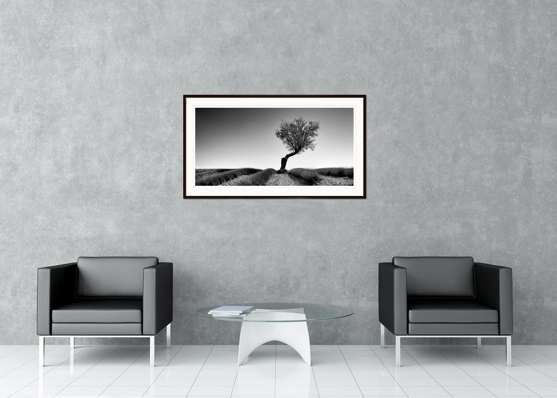 Lavender Field with Tree Panorama, black and white photography, art landscape For Sale 1