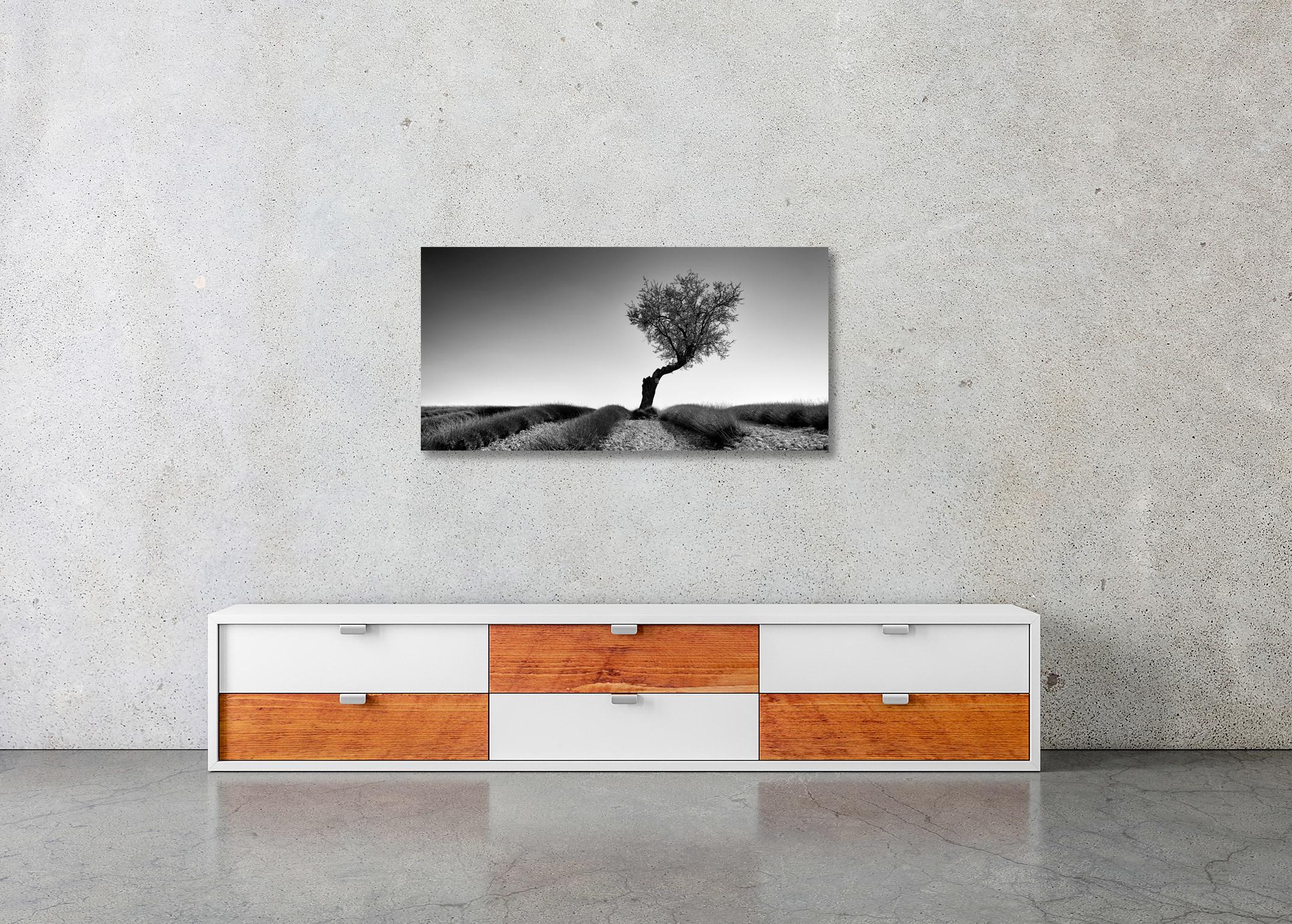 Lavender Field with Tree Panorama, black and white photography, art landscape For Sale 2