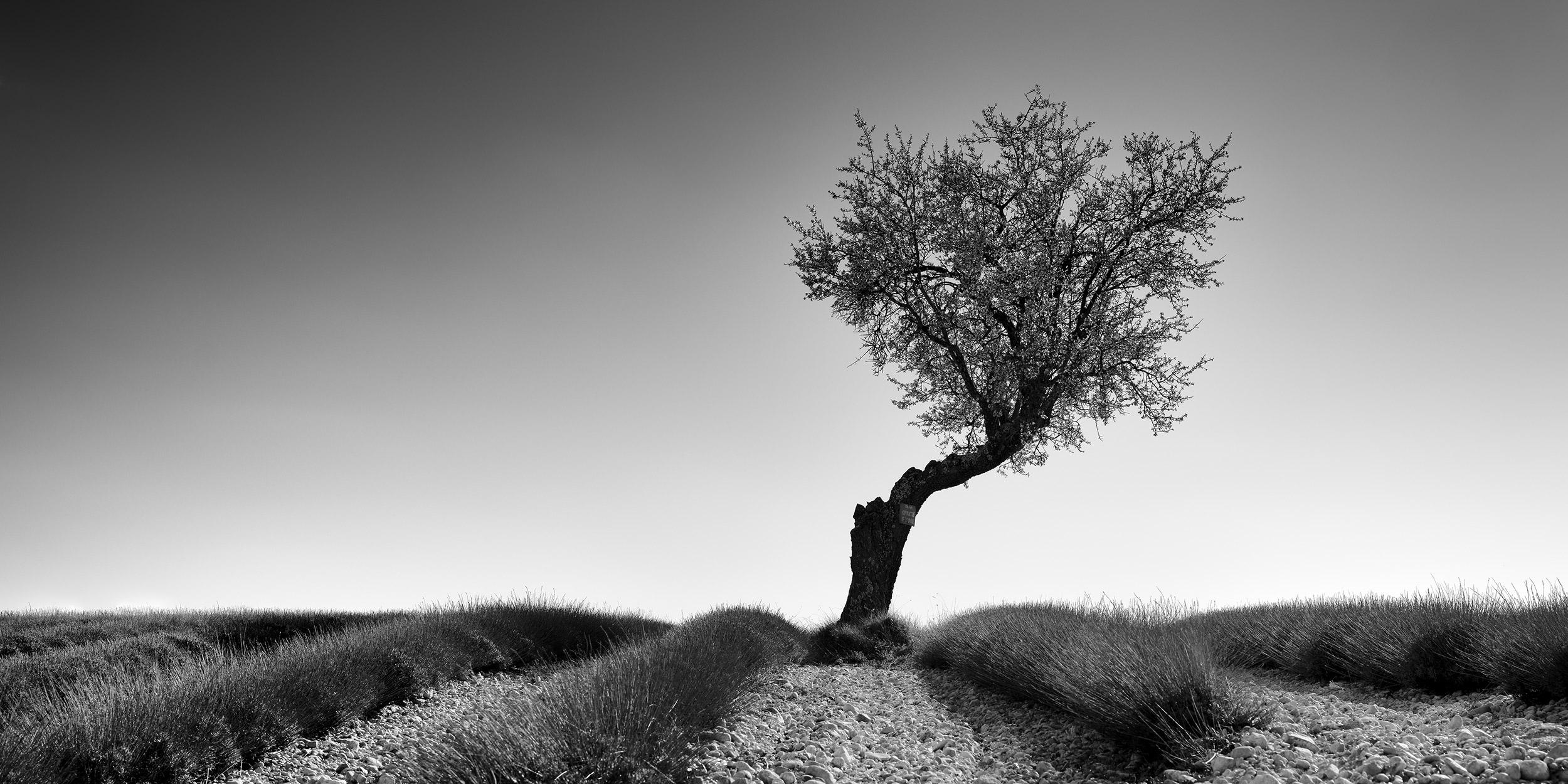Gerald Berghammer Black and White Photograph – Lavendelfarbenes Feld mit Baum Panorama, Schwarz-Weiß-Fotografie, Kunstlandschaft