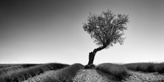 Lavender Field with Tree Panorama, black and white photography, art landscape