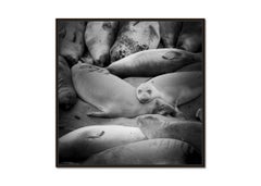 Tarde perezosa de domingo, See Lion, California, paisaje en blanco y negro, limitada