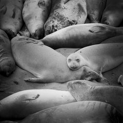 Lazy Sunday Afternoon See Lion Beach, Kalifornien, Schwarz-Weiß-Landschaftsdruck