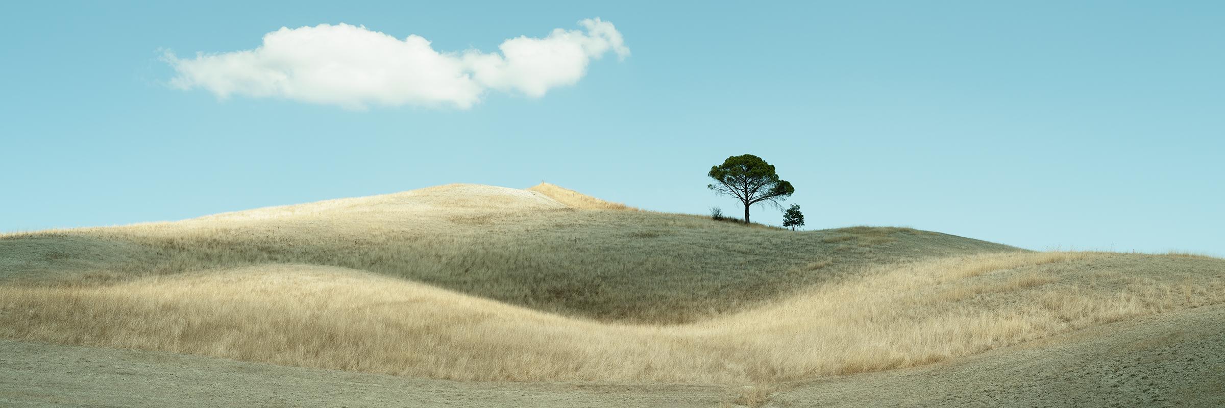 Lonely Tree and Rolling Hills - large scale minimalist color photography