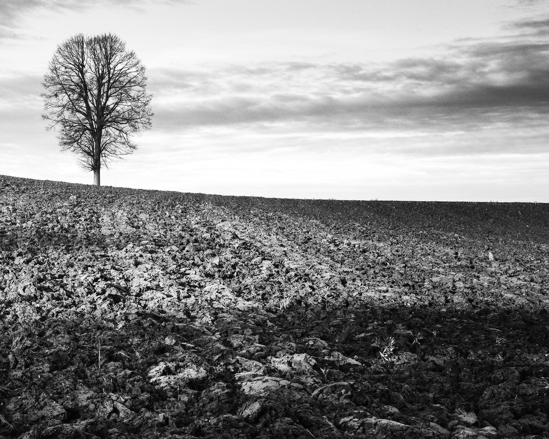 Lonely Tree, Storm, Field, black and white fine art landscape photography print For Sale 4