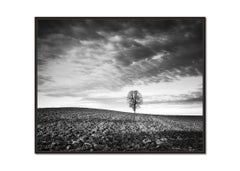 Lonely Tree - black and white photography - limited edition - landscape