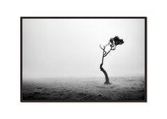 Lonely Tree, Foggy Morning, monochrome landscape photograph, limited edition