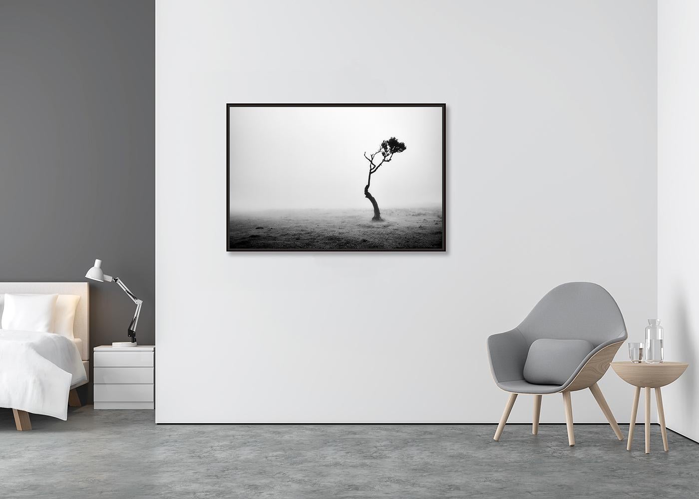 Lonely Tree, Foggy Morning, monochrome landscape photograph, limited edition - Contemporary Photograph by Gerald Berghammer
