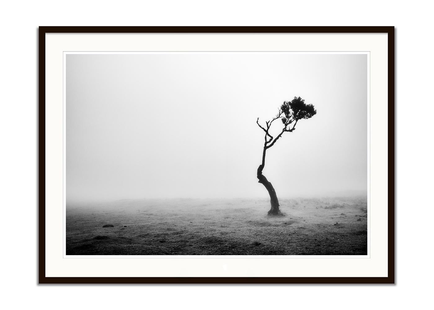 Lonely Tree, Foggy Morning, monochrome landscape photograph, limited edition - Gray Landscape Photograph by Gerald Berghammer