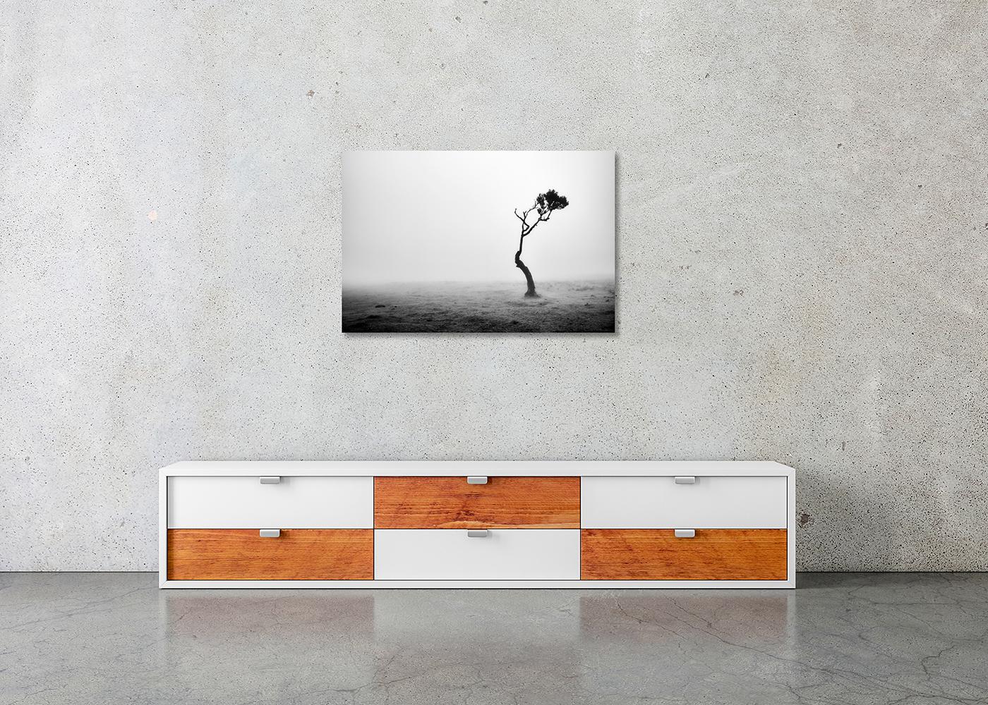 Lonely Tree, Foggy Morning, monochrome landscape photograph, limited edition For Sale 2