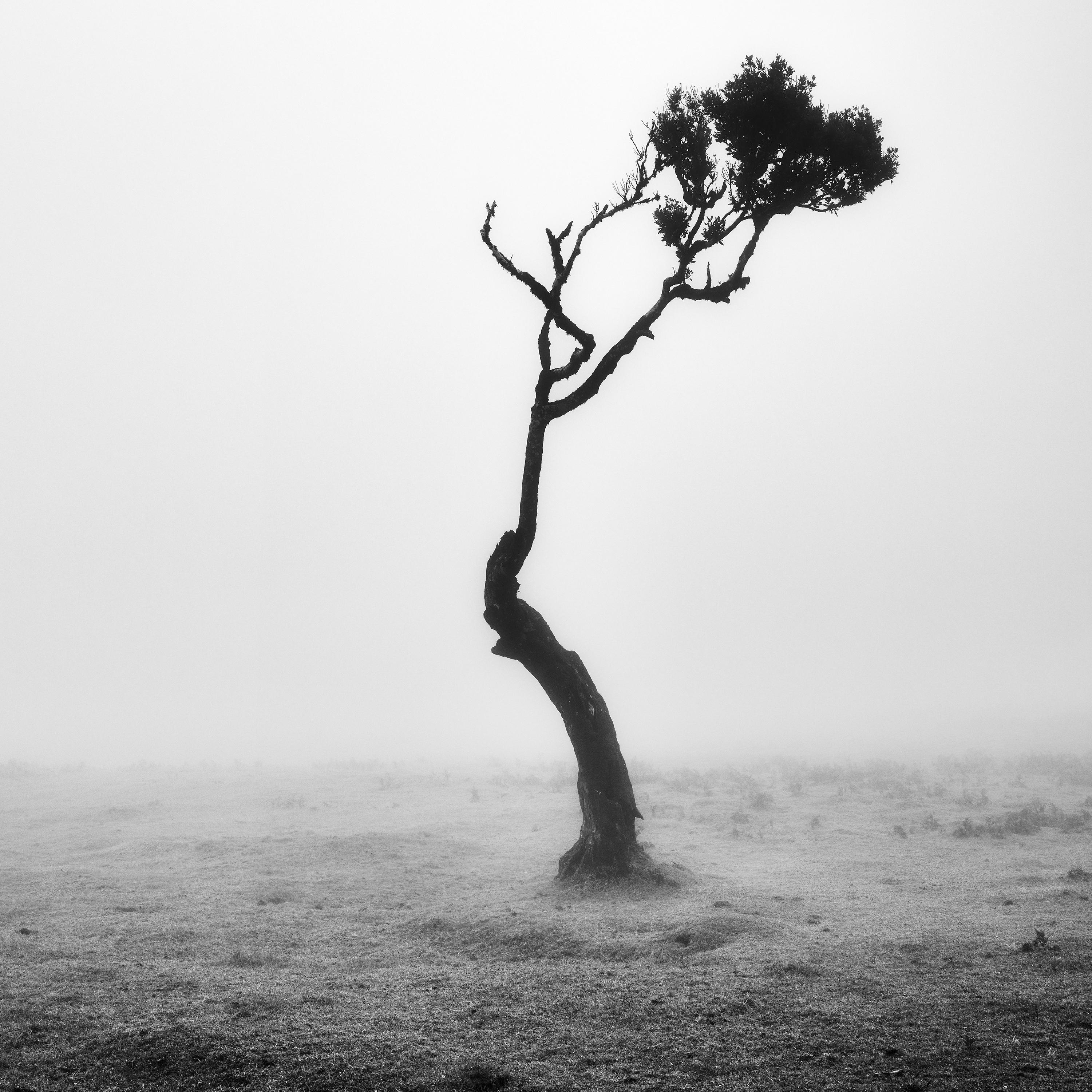 Lonely Tree, Foggy Morning, monochrome landscape photograph, limited edition For Sale 3