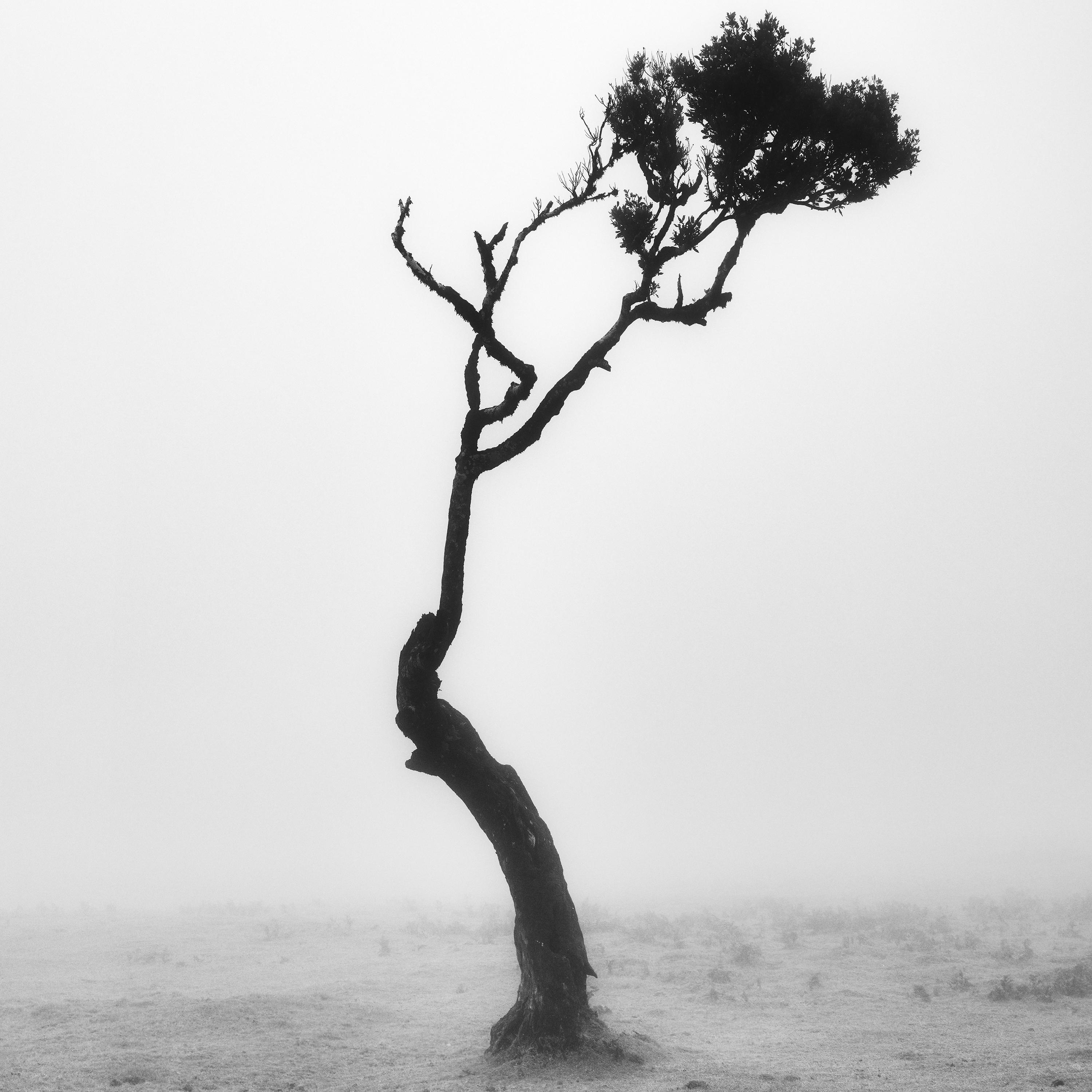 Lonely Tree, Foggy Morning, monochrome landscape photograph, limited edition For Sale 4