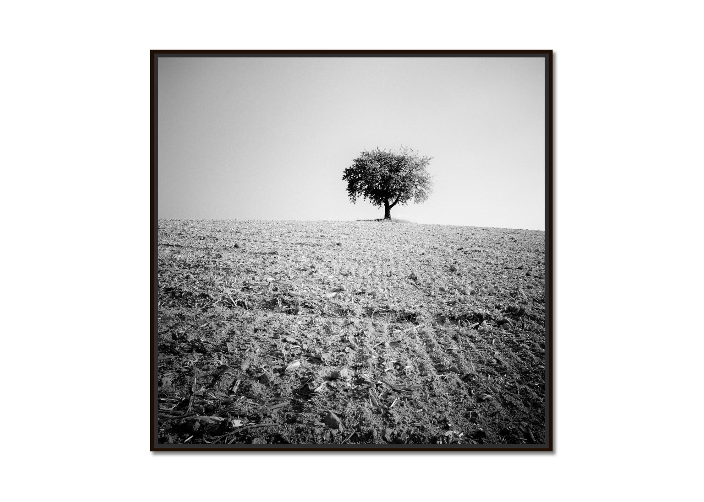 Arbre solitaire, champ moissonné, photographie minimaliste en noir et blanc, paysage - Photograph de Gerald Berghammer