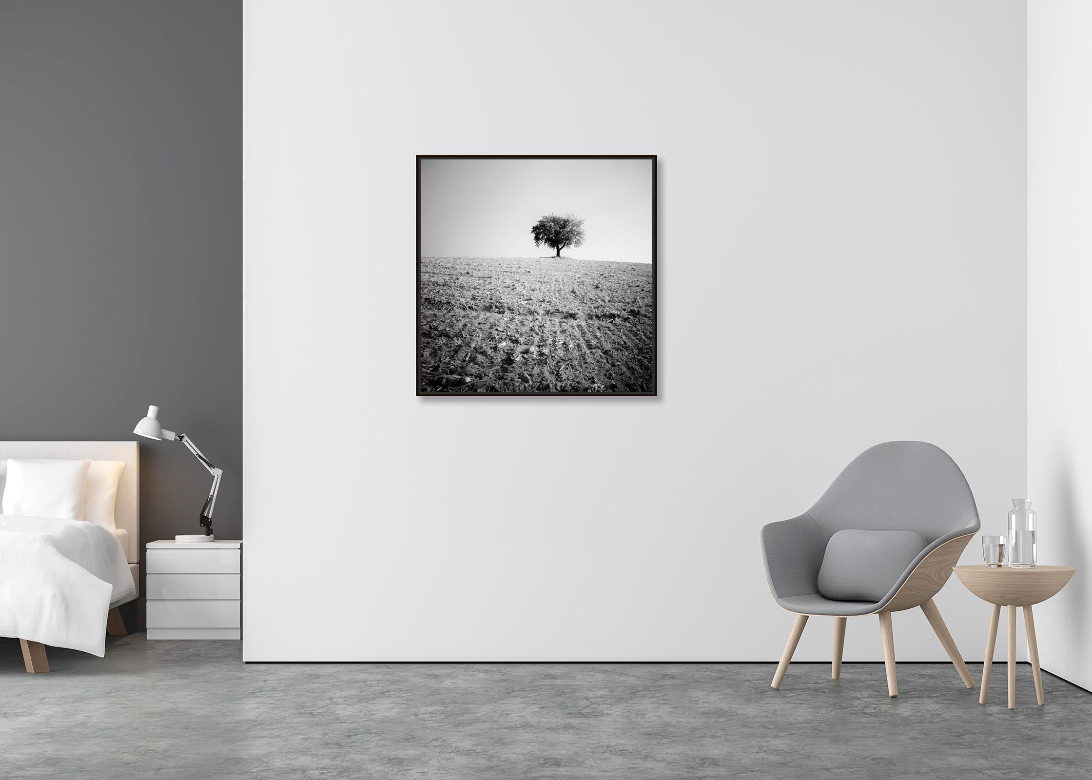 Arbre solitaire, champ moissonné, photographie minimaliste en noir et blanc, paysage - Contemporain Photograph par Gerald Berghammer