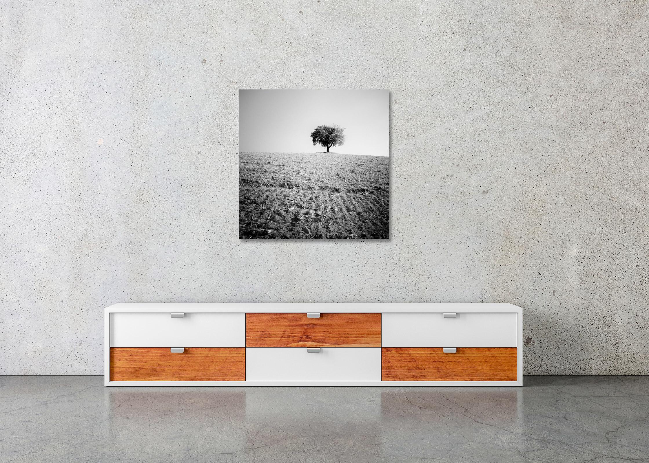 Arbre solitaire, champ moissonné, photographie minimaliste en noir et blanc, paysage en vente 1