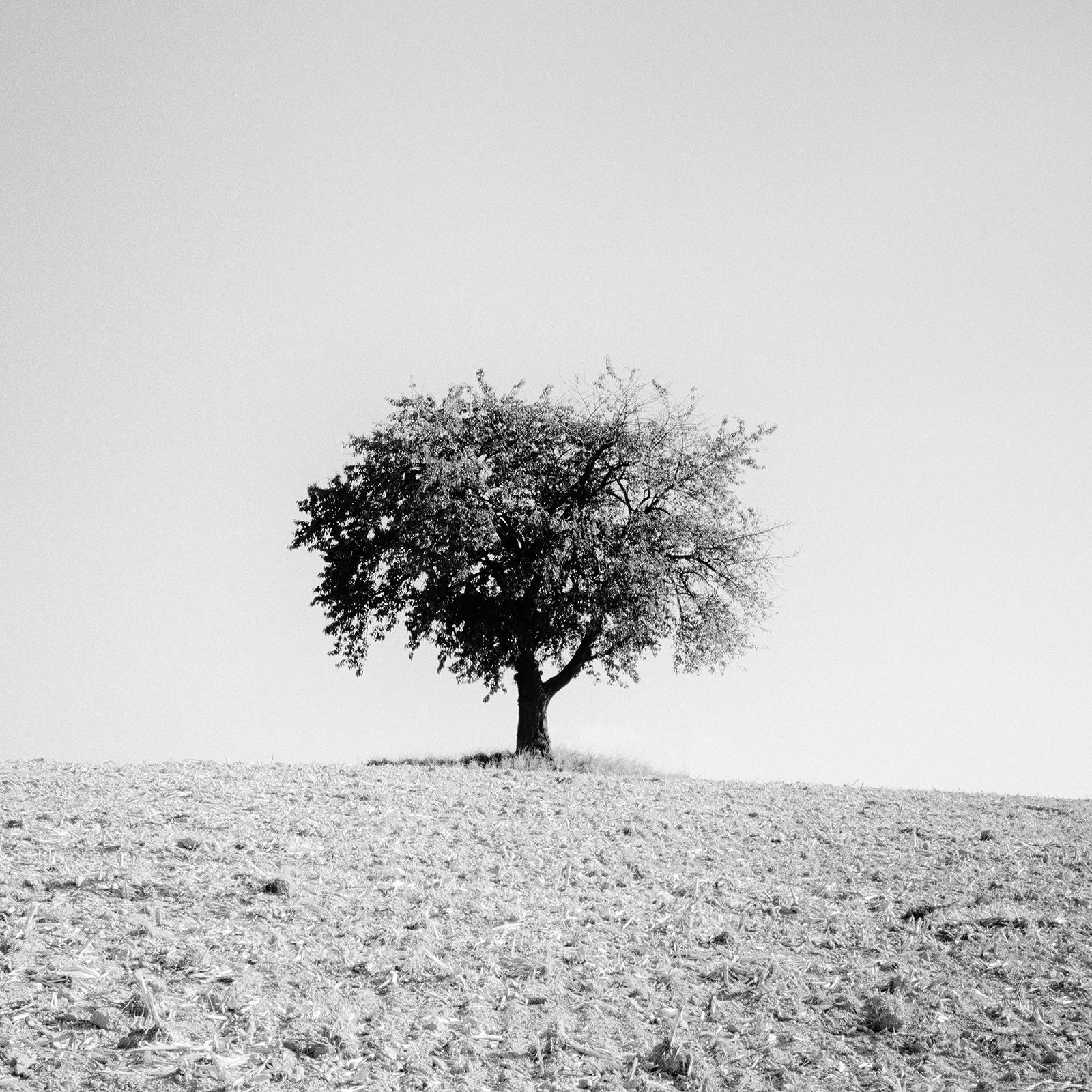Arbre solitaire, champ moissonné, photographie minimaliste en noir et blanc, paysage en vente 3
