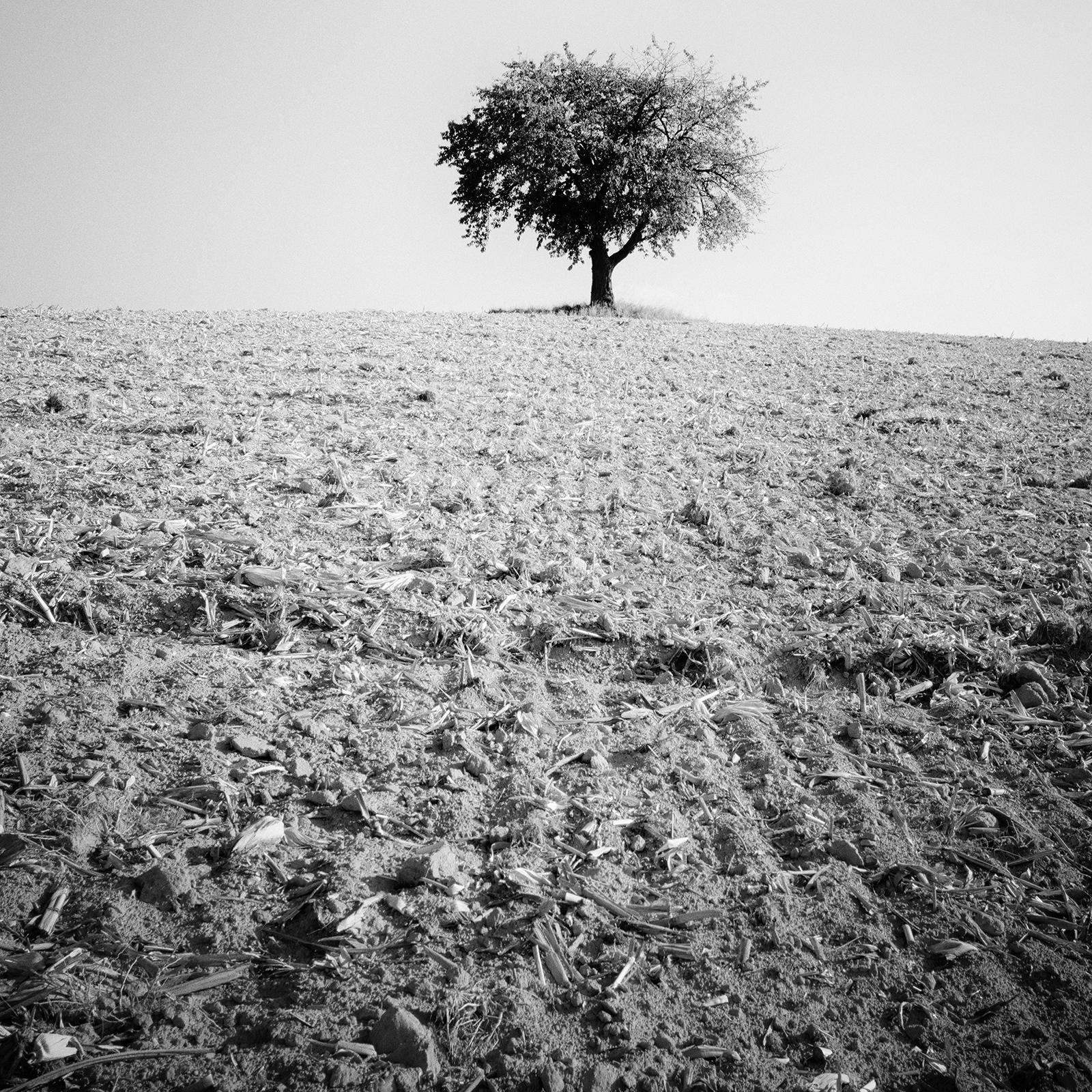 Arbre solitaire, champ moissonné, photographie minimaliste en noir et blanc, paysage en vente 4