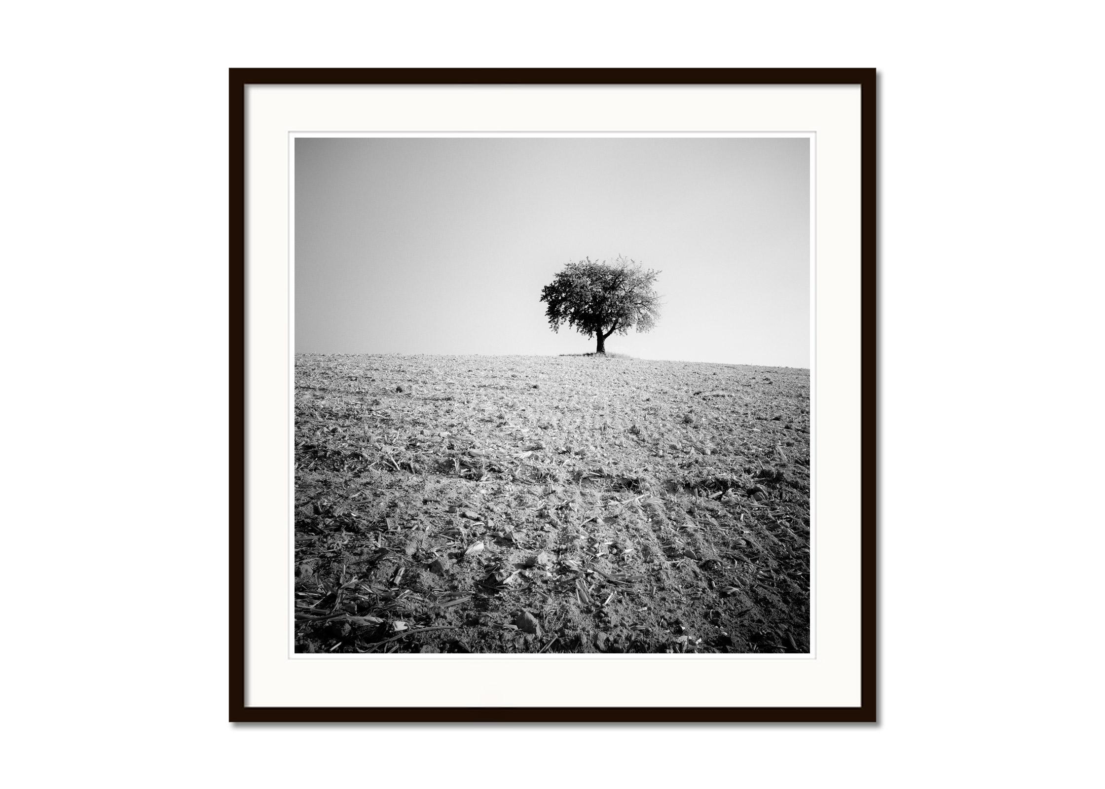 Arbre solitaire, champ moissonné, photographie minimaliste en noir et blanc, paysage - Gris Landscape Photograph par Gerald Berghammer
