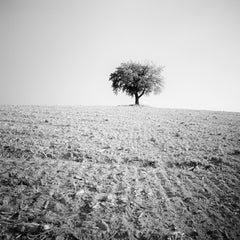 Lonely Tree, harvested field, Austria, Black and White landscape photography