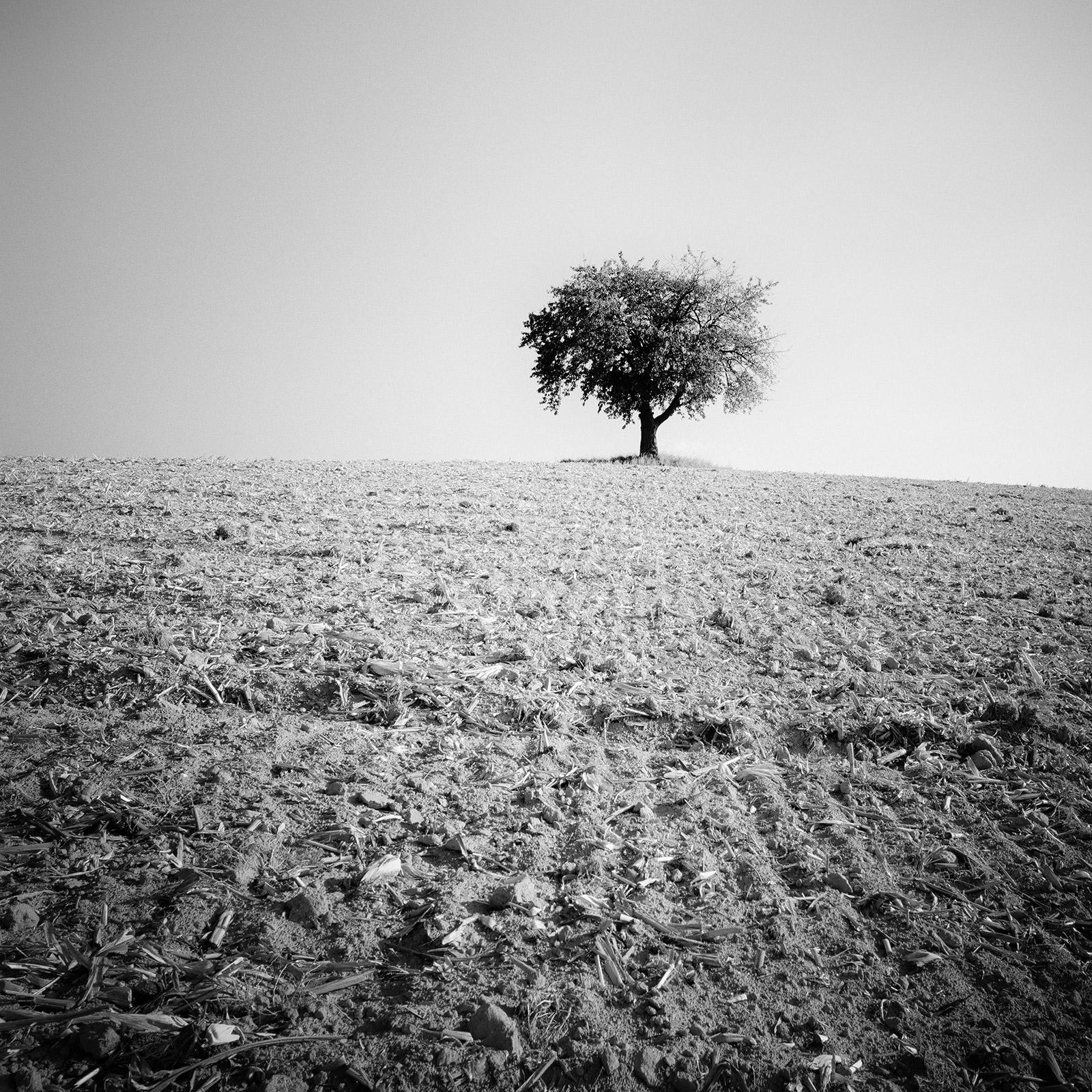 Landscape Photograph Gerald Berghammer - Arbre solitaire, champ moissonné, photographie minimaliste en noir et blanc, paysage