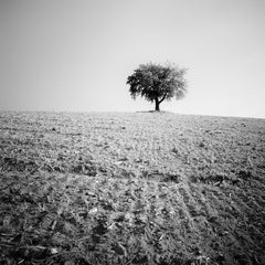 Arbre solitaire, champ moissonné, photographie minimaliste en noir et blanc, paysage