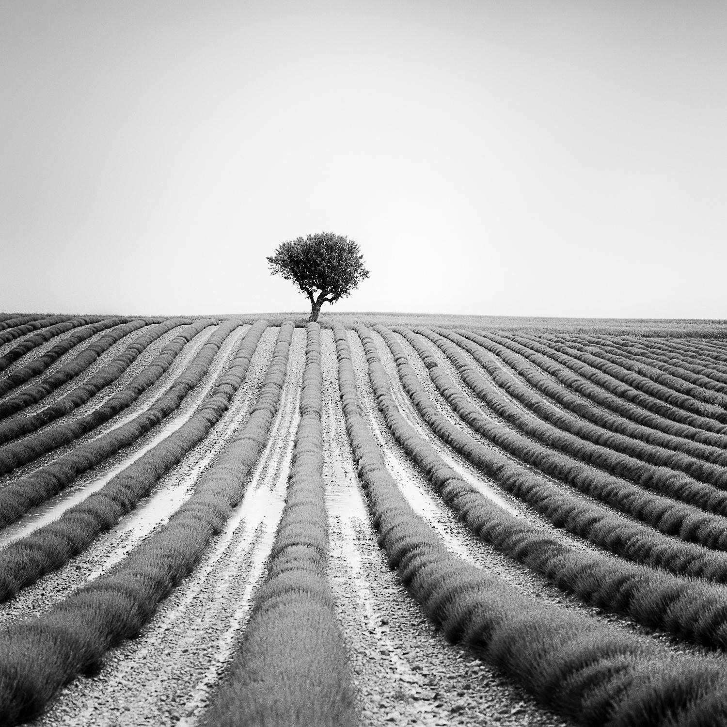 Lonely Tree in Lavender, France, black and white fine art photography, framed - Photograph by Gerald Berghammer