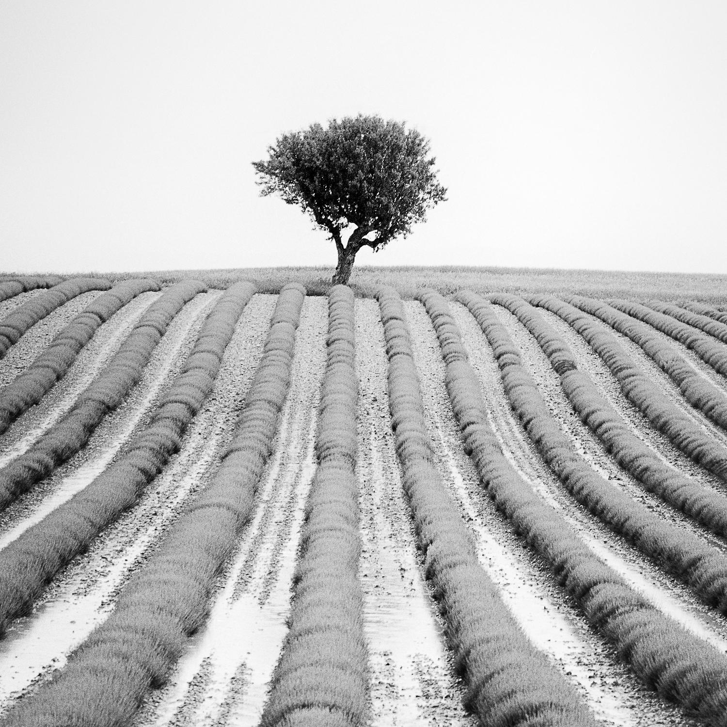 Lonely Tree in Lavender, France, black and white fine art photography, framed - Contemporary Photograph by Gerald Berghammer